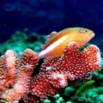 Cá hề (Clownfish) có khả năng chuyển đổi giới tính