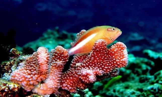 Cá hề (Clownfish) có khả năng chuyển đổi giới tính
