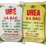 Hình ảnh lá cây bị thiếu đạm, lá vàng úa