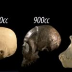 Hộp sọ của người Homo Erectus
