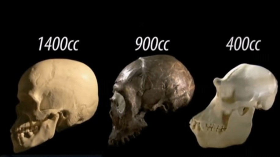 Hộp sọ của người Homo Erectus