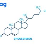 Cholesterol HDL-C giúp loại bỏ cholesterol dư thừa khỏi máu và đưa nó trở lại gan để xử lý.