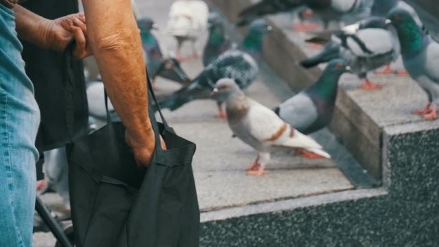 Biểu tượng chim bồ câu trắng được sử dụng rộng rãi trên toàn thế giới