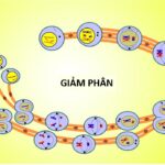 So sánh nguyên phân và giảm phân, minh họa sự khác biệt về số lượng nhiễm sắc thể và kết quả cuối cùng.