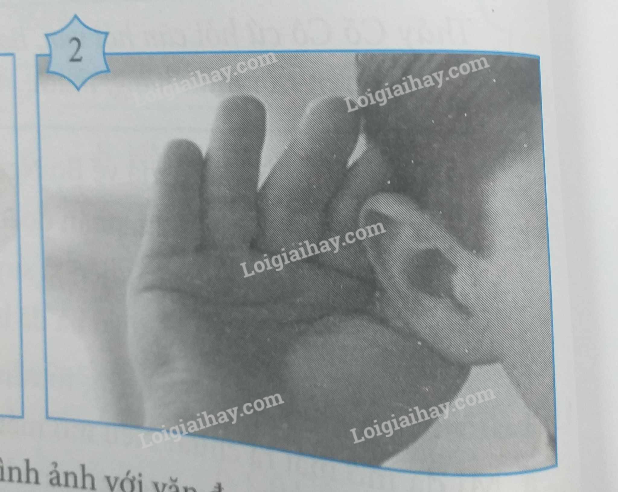 Hình ảnh bọ ngựa