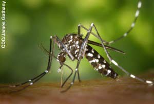 Muỗi vằn châu Á - Aedes albopictus