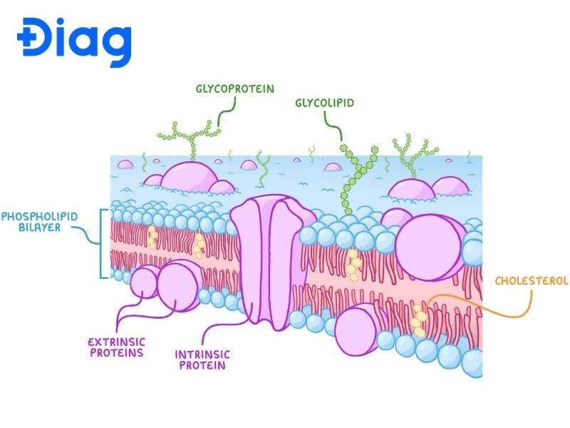 Cholesterol tăng cường tính ổn định cơ học của màng tế bào.