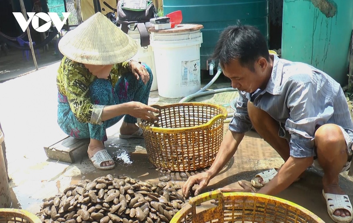 Làm nghề bắt chem chép giúp một bộ phận người dân vùng ven biển huyện Đầm Dơi, Cà Mau tăng thu nhập