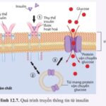 Truyền tin cận tiết và truyền tin nội tiết