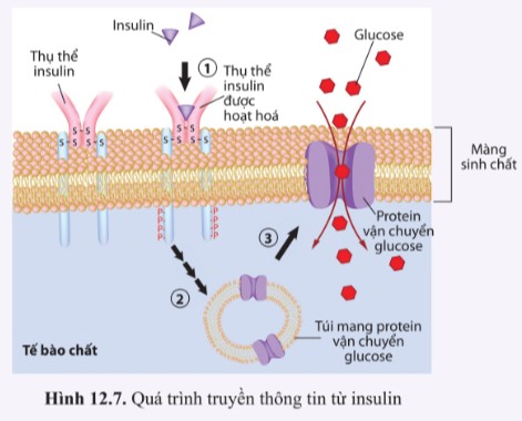 Truyền tin cận tiết và truyền tin nội tiết