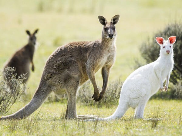 Hệ động vật độc đáo của Châu Đại Dương với Kangaroo