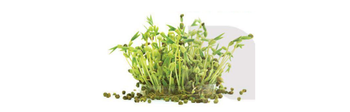 Cây đậu tương đang phát triển mạnh mẽ nhờ sinh sản hữu tính