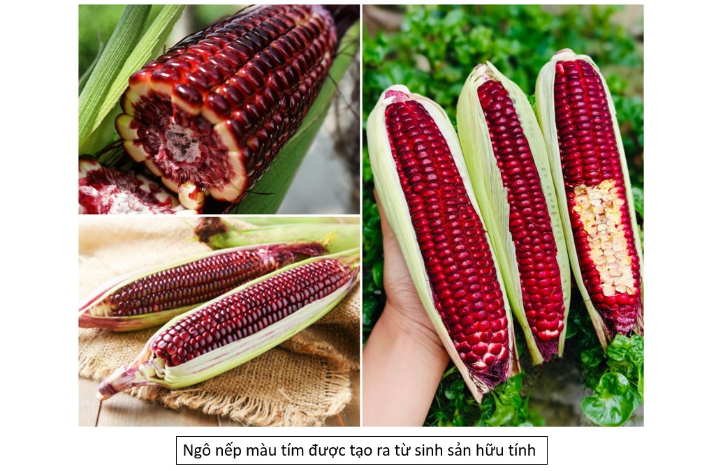 Ngô nếp tím - một sản phẩm của sinh sản hữu tính