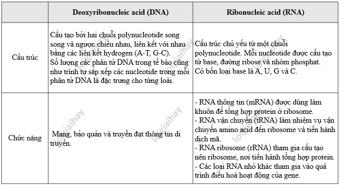 Cấu trúc phân tử DNA