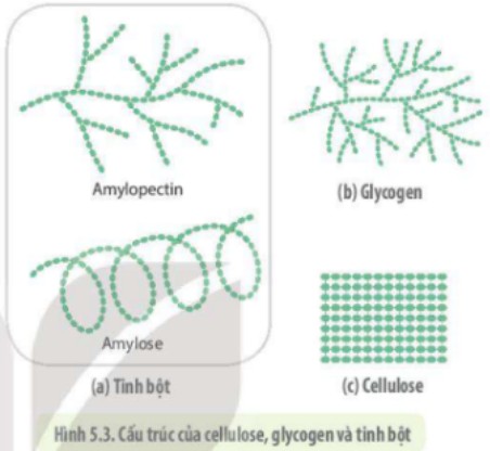 Cấu trúc phân tử đường đa tinh bột, glycogen, cellulose và chitin