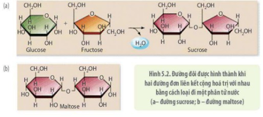 Cấu trúc phân tử đường đôi sucrose, lactose và maltose