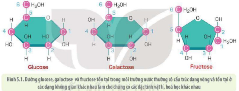 Cấu trúc phân tử đường đơn glucose, fructose và galactose