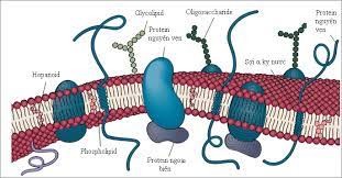 Màng tế bào được cấu tạo từ protein và lipid