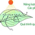 Quá trình quang hợp ở thực vật diễn ra qua hai giai đoạn chính: pha sáng và pha tối