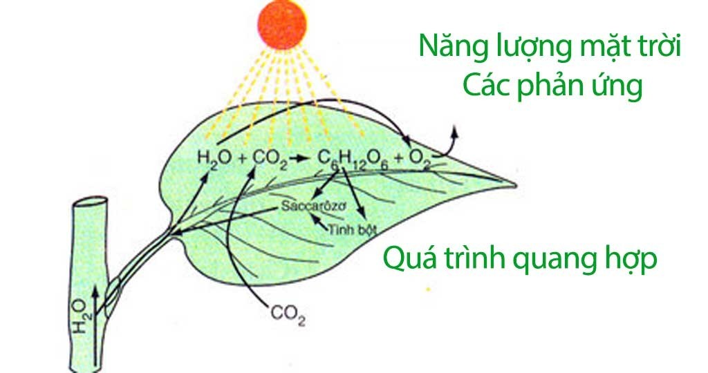 Quá trình quang hợp ở thực vật diễn ra qua hai giai đoạn chính: pha sáng và pha tối