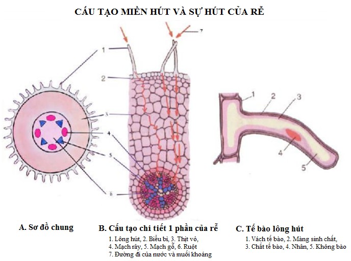 Cấu tạo miền hút của rễ cây, thể hiện rõ các lông hút và quá trình hấp thụ