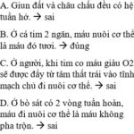 Hệ tuần hoàn của con người