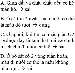 Hệ tuần hoàn của con người