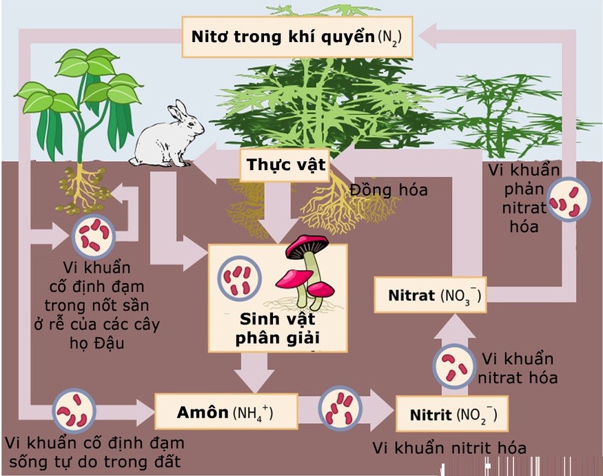 Vi khuẩn Rhizobium trong nốt sần cây họ đậu