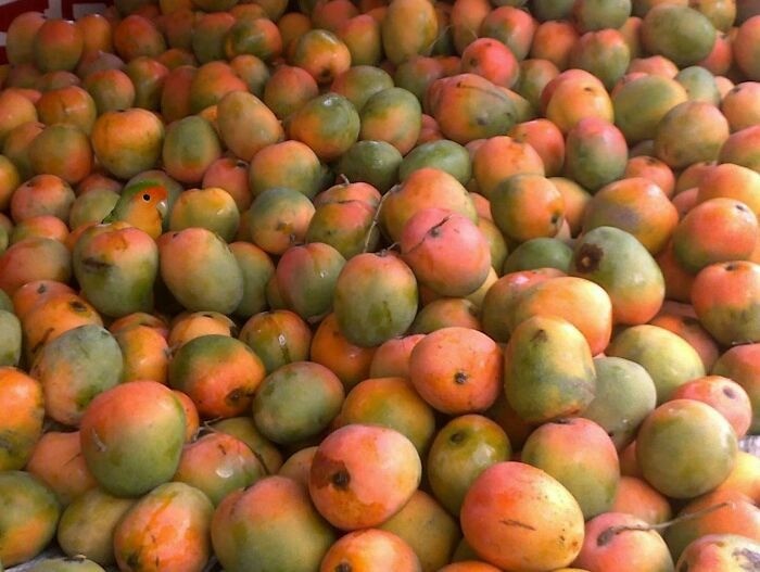 Chú chim nhỏ giữa rừng cây ăn quả