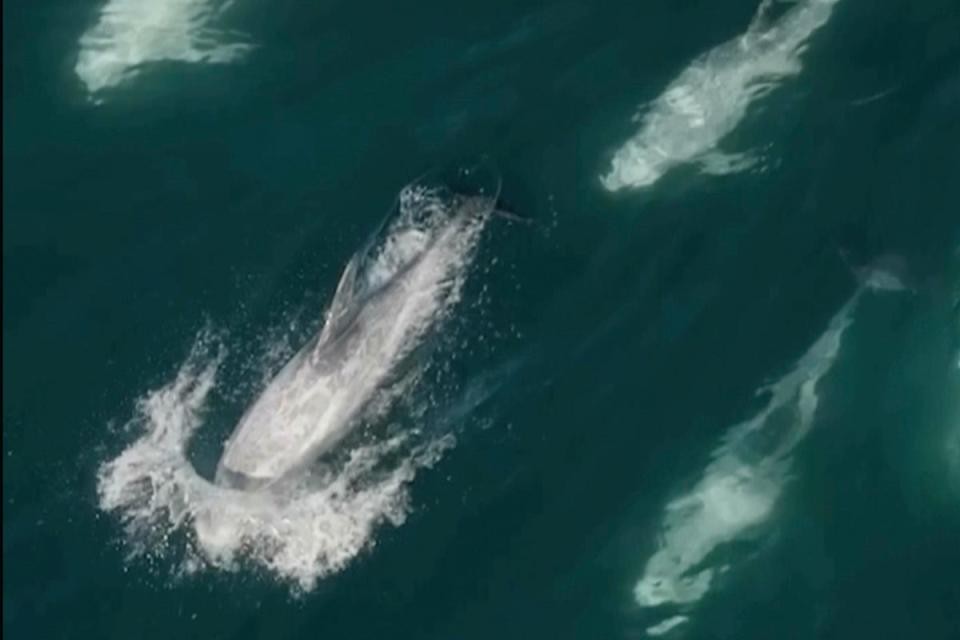 Dolphin super pod off California (AP)