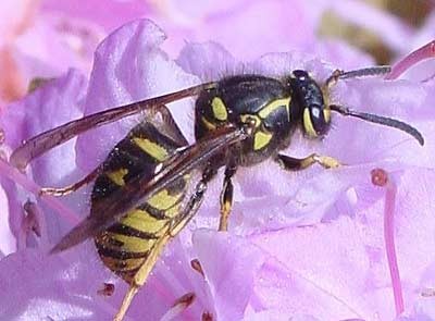 Ong Bắp Cày - Vespula vulgaris