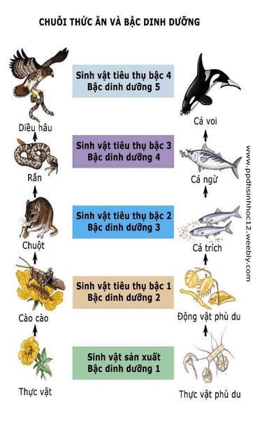 Bậc dinh dưỡng trong hệ sinh thái