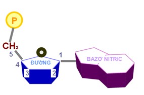 mua-marn-o-dau-tai-my-dinh