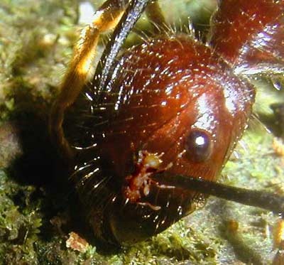 Kiến lửa nhỏ - Wasmannia auropunctata