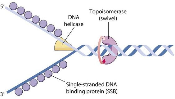 Tháo xoắn ADN là bước đầu tiên của quá trình tái bản