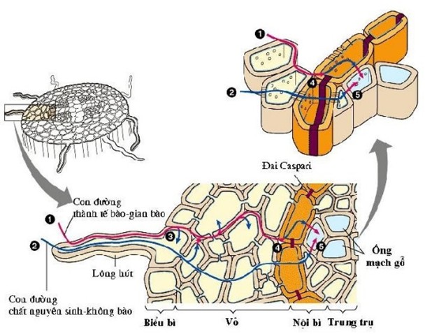 Minh họa hai con đường vận chuyển nước và muối khoáng từ lông hút vào mạch gỗ của rễ cây