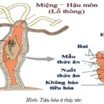 cấu tạo túi tiêu hóa ở động vật ruột khoang