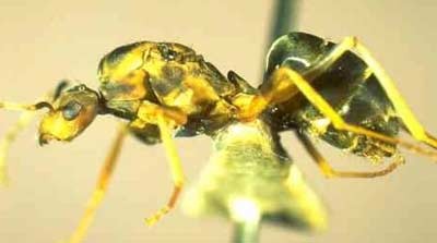 Kiến điên (kiến vàng điên) - Anoplolepis gracilipes