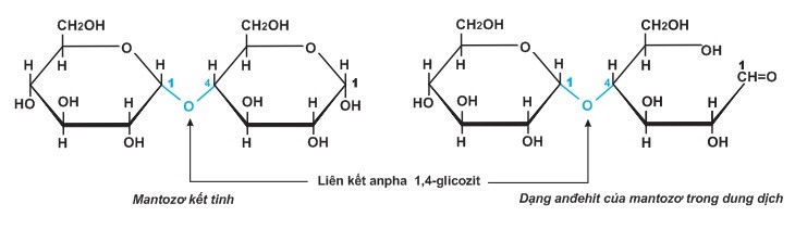 Cấu tạo phân tử của đường mantozo - lý thuyết saccarozơ tinh bột và xenlulozơ