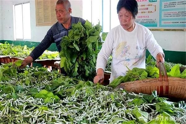 Tằm đang ăn lá dâu xanh mướt