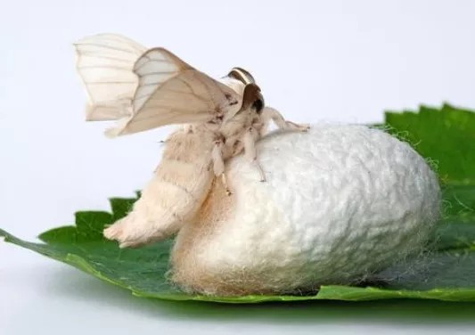 Bướm tằm sau khi nở
