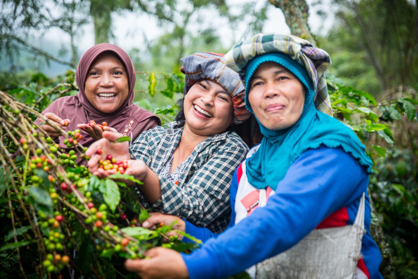 Indonesia là nhà sản xuất cà phê lớn thứ tư trên thế giới từ năm 2014