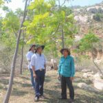 Cây thanh thất tỏa bóng mát rượi ở Ninh Thuận