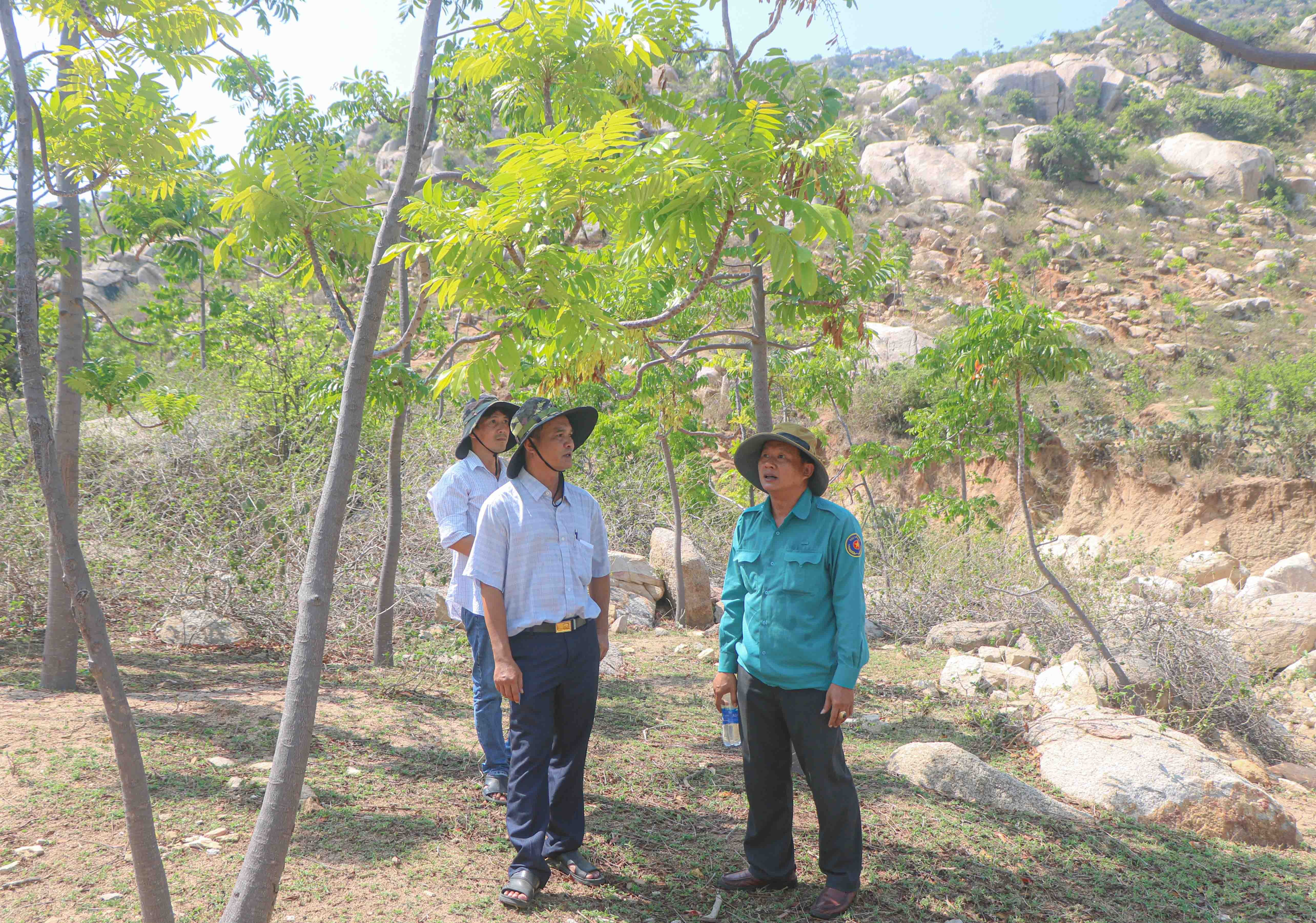 Cây thanh thất tỏa bóng mát rượi ở Ninh Thuận