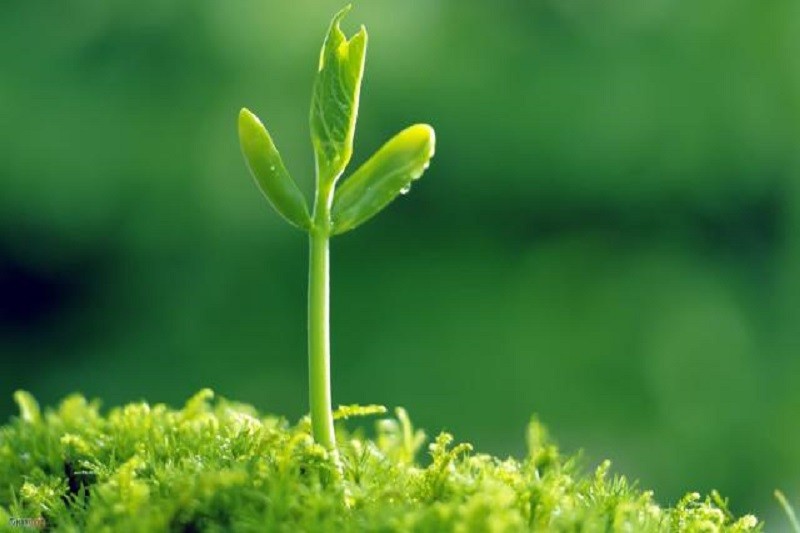 mầm cây mới nhú