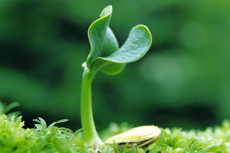 mầm cây trên đất ẩm