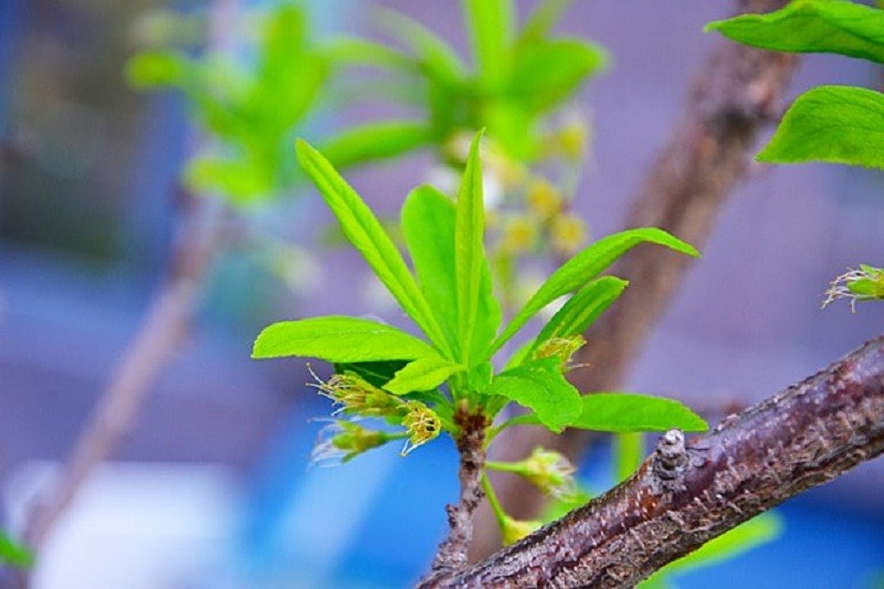 mầm cây và giọt nước