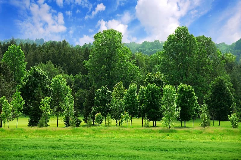 rừng cây và ánh trăng