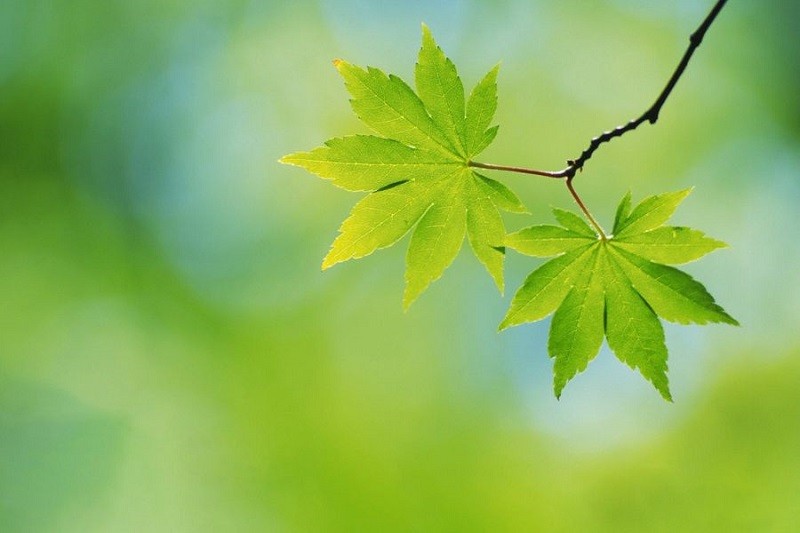 mầm cây trên đồng cỏ