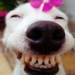 Ảnh chó hài nhe răng cười 1
